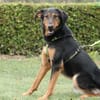 Jerry ein Traum von Hund ...