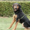 Jerry ein Traum von Hund ...