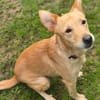Hundejunge BONI