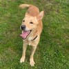 Hundejunge BONI