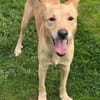 Hundejunge BONI