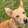 Hundejunge BONI