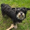 Kleine DIXIE sucht Zuhause