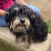 Kleine DIXIE sucht Zuhause