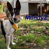 NOTFALL Mandy2 - kleiner Terrier Mix! DE