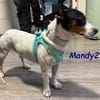 NOTFALL Mandy2 - kleiner Terrier Mix! DE