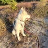 💕Skadi💕 sucht eine liebe Familie🐾💕🐾