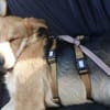 Griffin wartet in seiner Pflegestelle