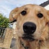 Griffin wartet in seiner Pflegestelle