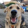 Griffin wartet in seiner Pflegestelle