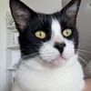 Zuhause gesucht für Balu
