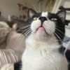 Zuhause gesucht für Balu