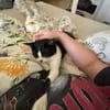 Zuhause gesucht für Balu