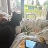Zuhause gesucht für Balu