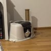 Zuhause gesucht für Balu