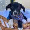 Milo, Labrador Mix Welpe