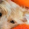 Celina sucht eine aktive Familie