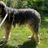 Wilson sucht HSH-Fans