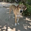 Zuhause gesucht für Junior