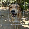 Zuhause gesucht für Junior
