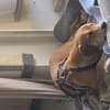 Zuhause gesucht für Junior