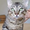 Angel (FIV+) - schöner, lieber Tiger