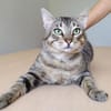 Angel (FIV+) - schöner, lieber Tiger