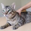 Angel (FIV+) - schöner, lieber Tiger