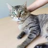 Angel (FIV+) - schöner, lieber Tiger
