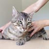 Angel (FIV+) - schöner, lieber Tiger