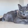 Sultan (FIV+)