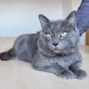Sultan (FIV+)