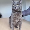 Sultan (FIV+)