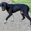 Jagdhund Mix, Hündin, 2 Jahre