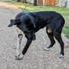 Jagdhund Mix, Hündin, 2 Jahre