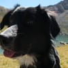 snoopy