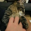 ARIEL adorable minette de 5 mois