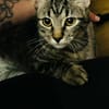 ARIEL adorable minette de 5 mois