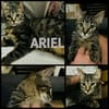 ARIEL adorable minette de 5 mois