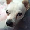 Poupi petite chihuahua câline