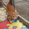 Lili, la belle rousse