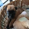 NALA, la superbe créole