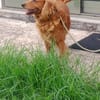Romeo
