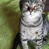 Kleiner Bandit sucht sein Zuhause