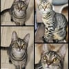 Kleiner Bandit sucht sein Zuhause
