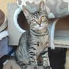 Kleiner Bandit sucht sein Zuhause