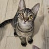 Kleiner Bandit sucht sein Zuhause