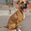 Balou