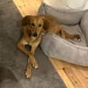 Muffin - treuer Schmusehund