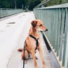 Muffin - treuer Schmusehund